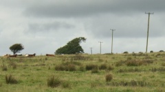 Vom Winde geprägte irische Vegetation im Burren-Gebiet.