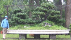 Bonsai-Garten in Yangzouh.