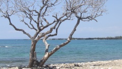 Big Island: Strandimpression.