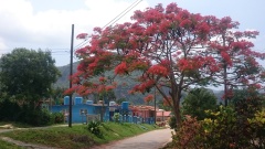 Ein schönes Exemplar eines Flammenbaumes in Viñales.