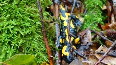 Oktober 2024: Wanderung von Riedenburg nach Kelheim (ein Feuersalamander)